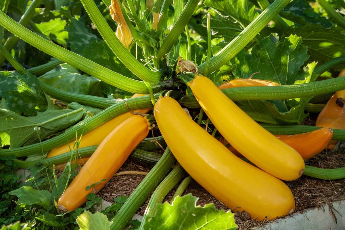 How Long Does Zucchini Germinate Storables