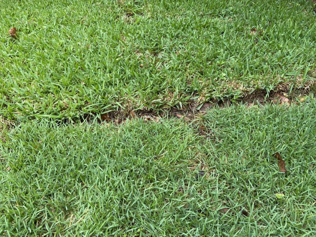 Which Zoysia Grass Is The Best Storables