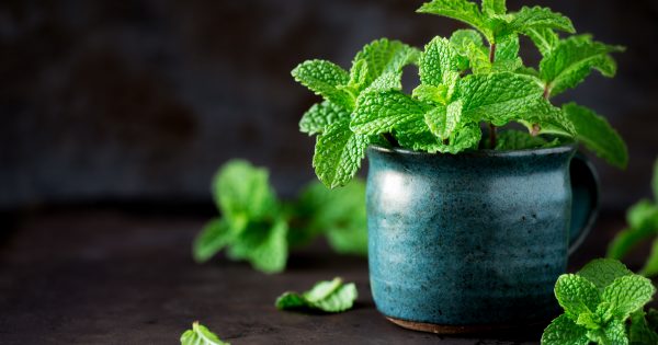 5 Best Mint Seeds For Indoor Vegetable Garden | Storables