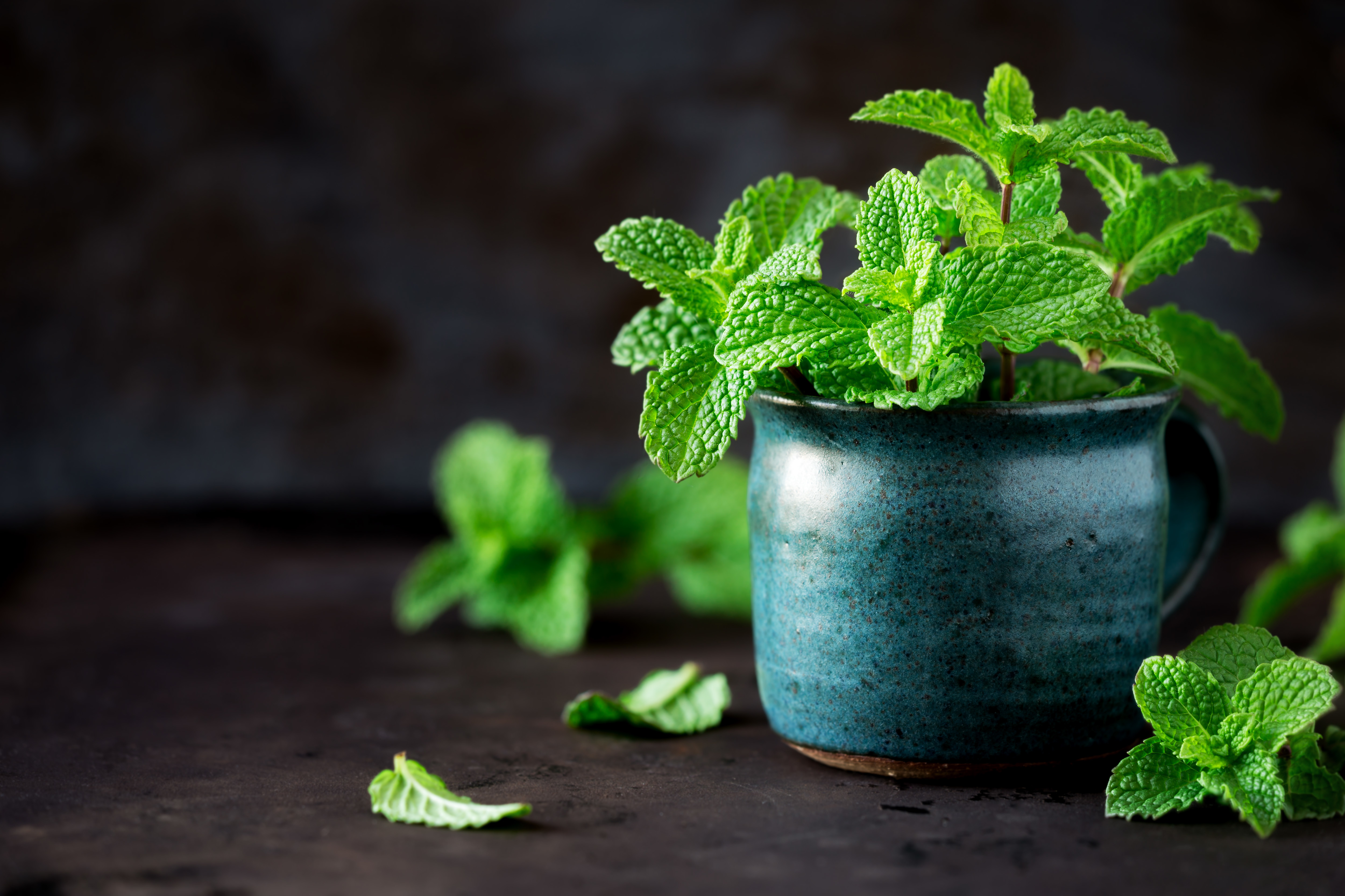 Peppermint plant growing indoors benefits