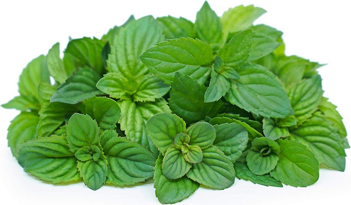 5 Best Mint Seeds For Indoor Vegetable Garden Storables