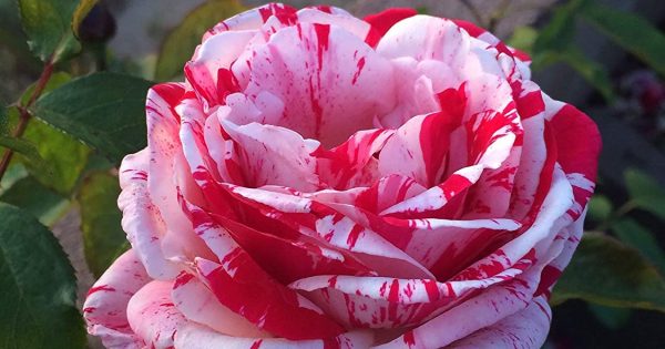 50 Best Exotic Garden Roses You Should Know Of | Storables