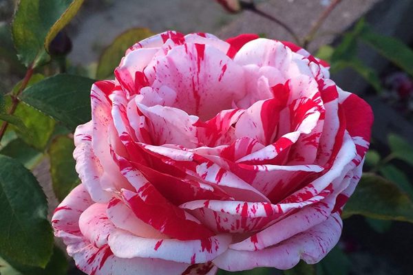50 Best Exotic Garden Roses You Would Be Surprised To Know Of
