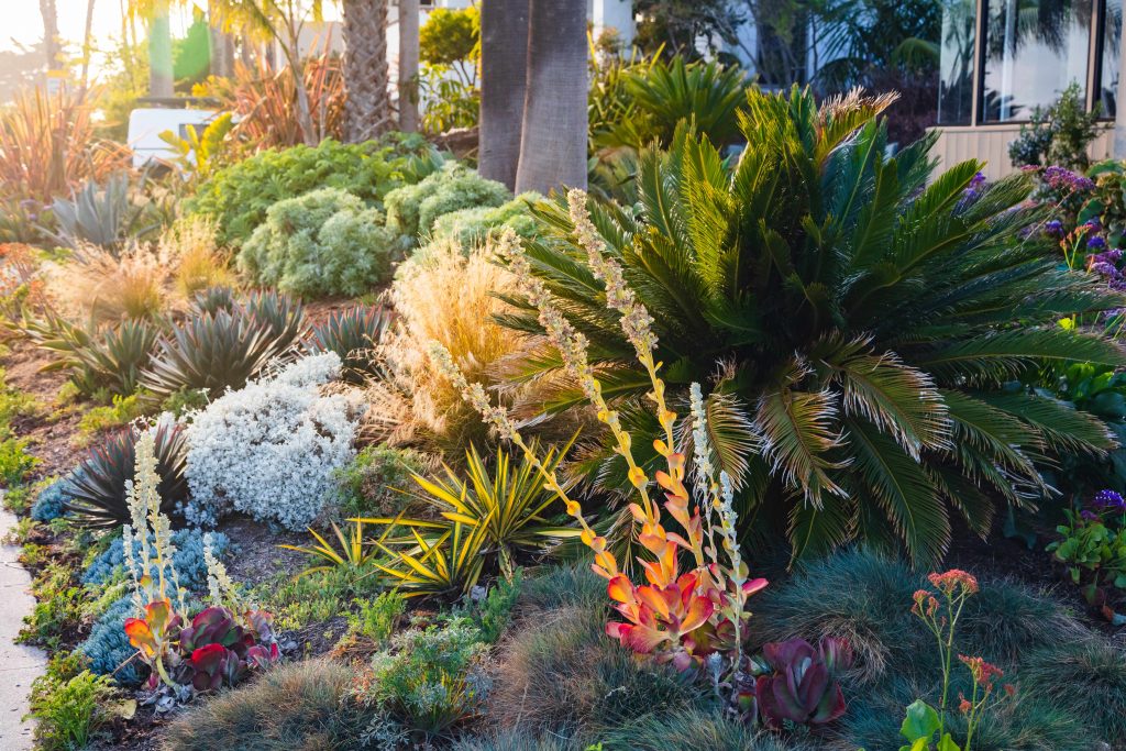 California home drought tolerant plants for landscape design