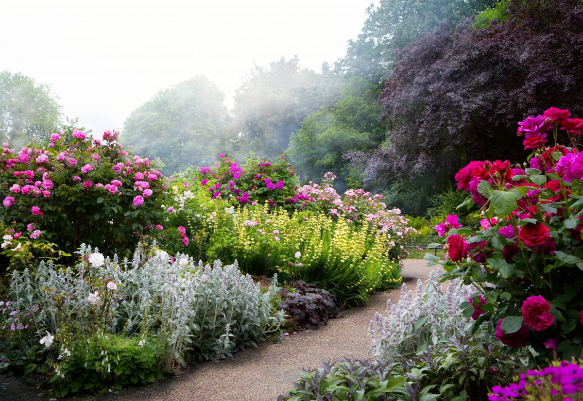 Flower garden. Английский розарий в пейзажном стиле. Английский сад розарий. Пейзажный цветник. Сад с цветами.