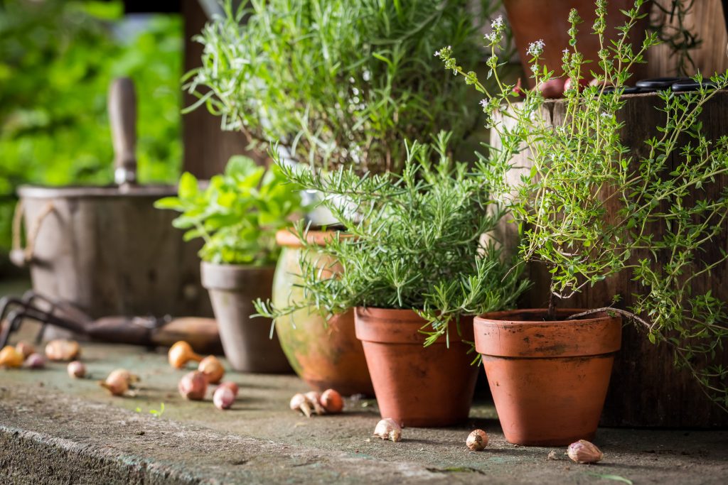 50 Quick And Easy Herb Garden Ideas | Storables