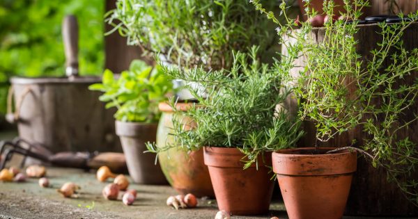 50 Quick And Easy Herb Garden Ideas | Storables