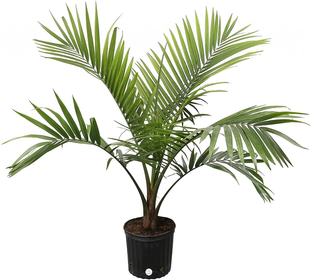 majesty palm tree