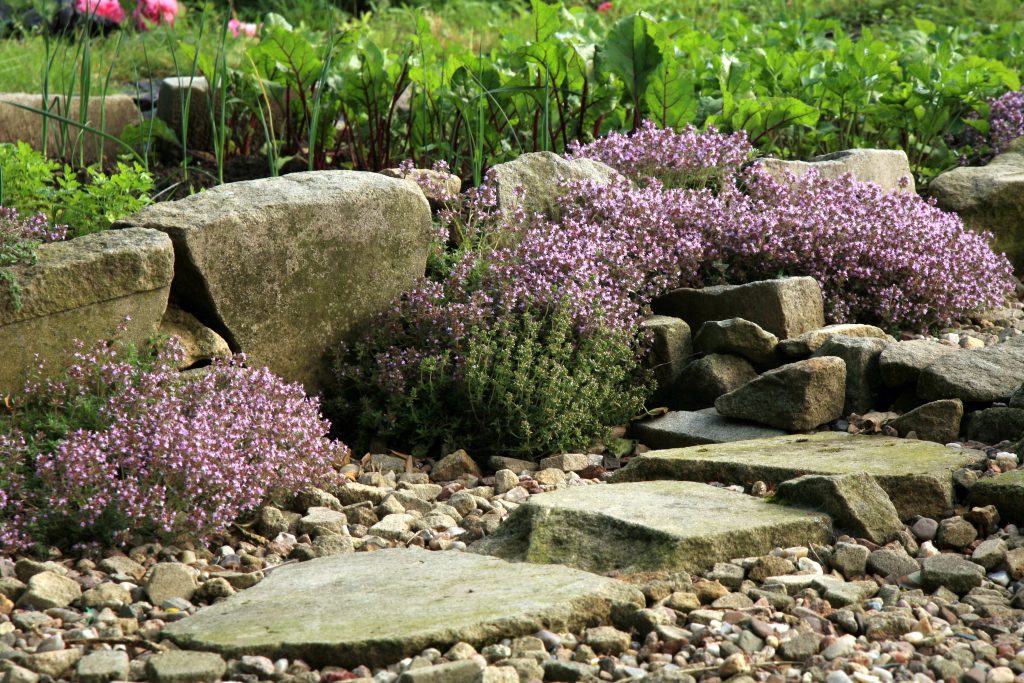 thyme rock garden