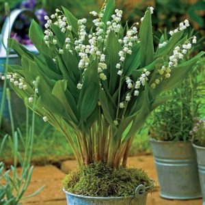 15 Giant Bordeaux Lily of the Valley Spring Flowers