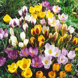 40 Jumbo Crocus Mixture Spring Flowers