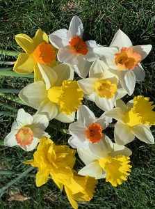 60 Days of Daffodils Mix - 50 Bulbs Spring Flowers