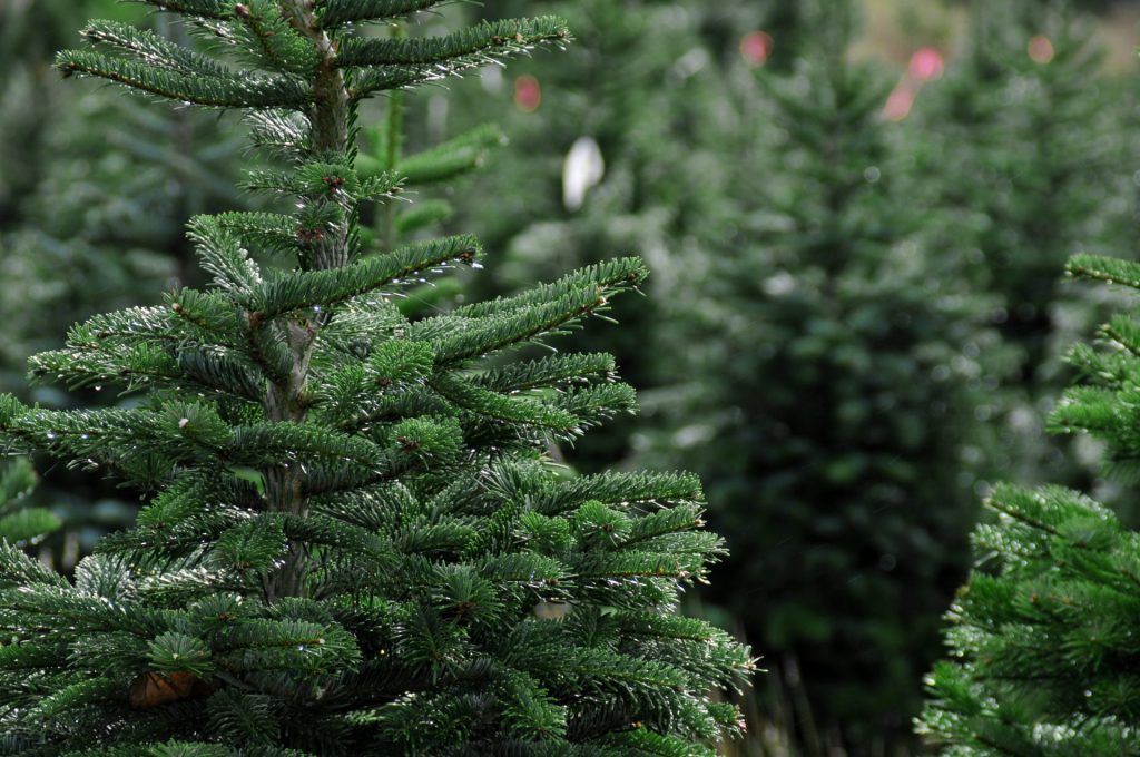 15 Best Christmas Plants for Your Winter Garden Storables