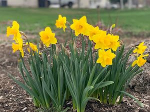 Dutch Master Daffodil 100 Bulbs Spring Flowers