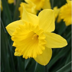 Garden Elements Daffodil Bulbs Spring Flowers
