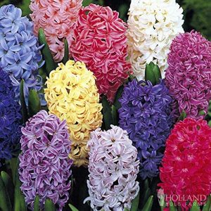 Giant Mixed Hyacinths Spring Flowers
