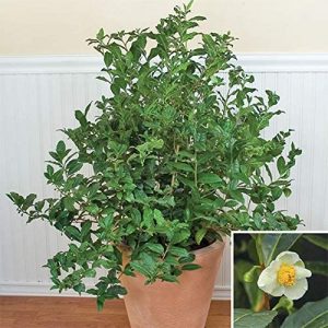 Green Tea Plant Seeds - Camellia Sinensis Spring Flowers