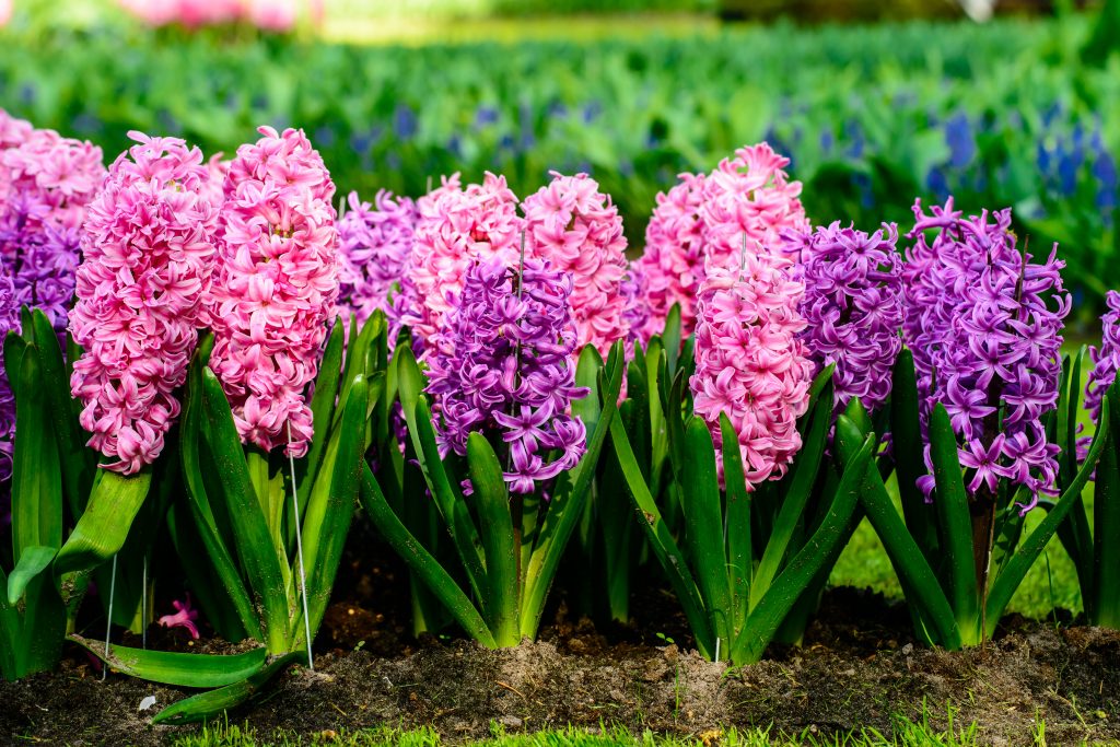 Beautiful blooming bright fresh hyacinth flowers in the garden