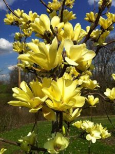 Live Plant - Yellow Bird Magnolia Spring Flowers