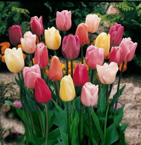 Mixed Triumph Tulips Spring Flowers