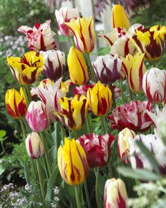 Rembrandt Tulip Mixture Spring Flowers