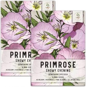 Seed Needs, Showy Evening Primrose Seeds for Planting Spring Flowers