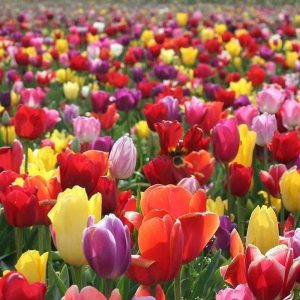 Tulip Bulbs - Landscaper Mix Spring Flowers