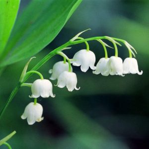 UtopiaSeeds 10 Lily of The Valley Bare Root Plant Pips Spring Flowers