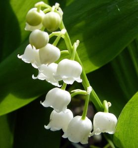 White Lily of the Valley 10 Pips Spring Flowers