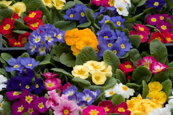 Spring Flowers For A Fresh & Lively Feel
