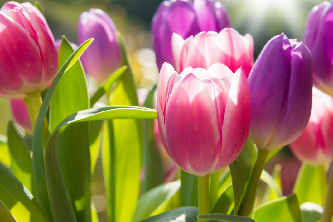 10 Spring Flowers For A Fresh & Lively Feel Storables