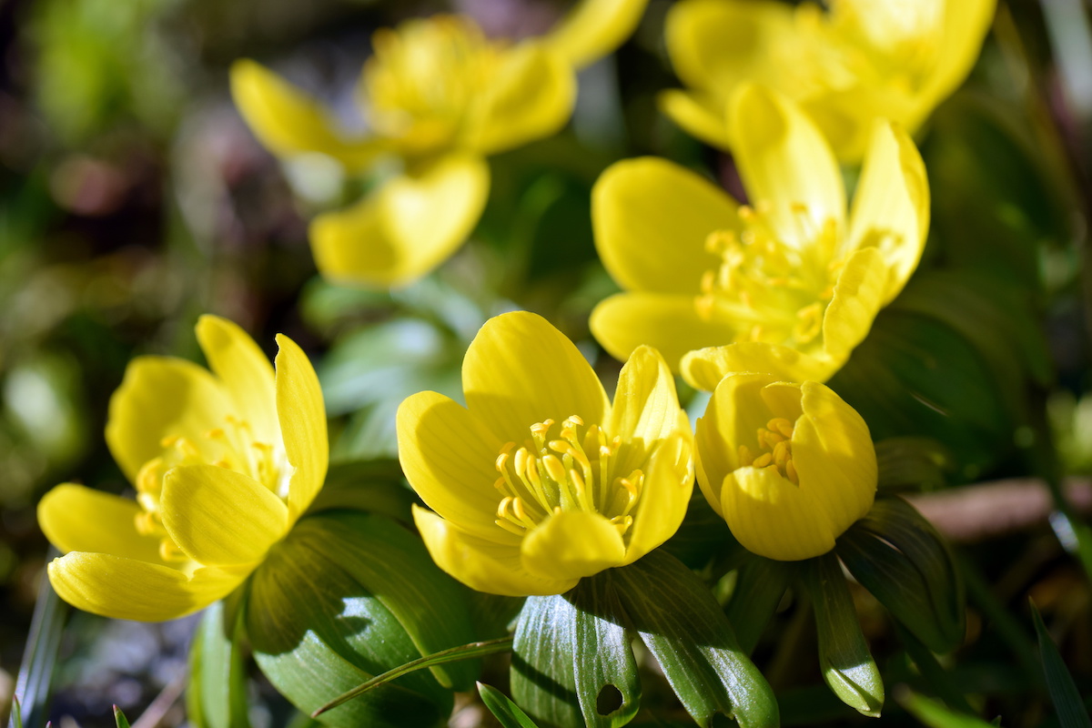 10 Spring Flowers For A Fresh & Lively Feel | Storables