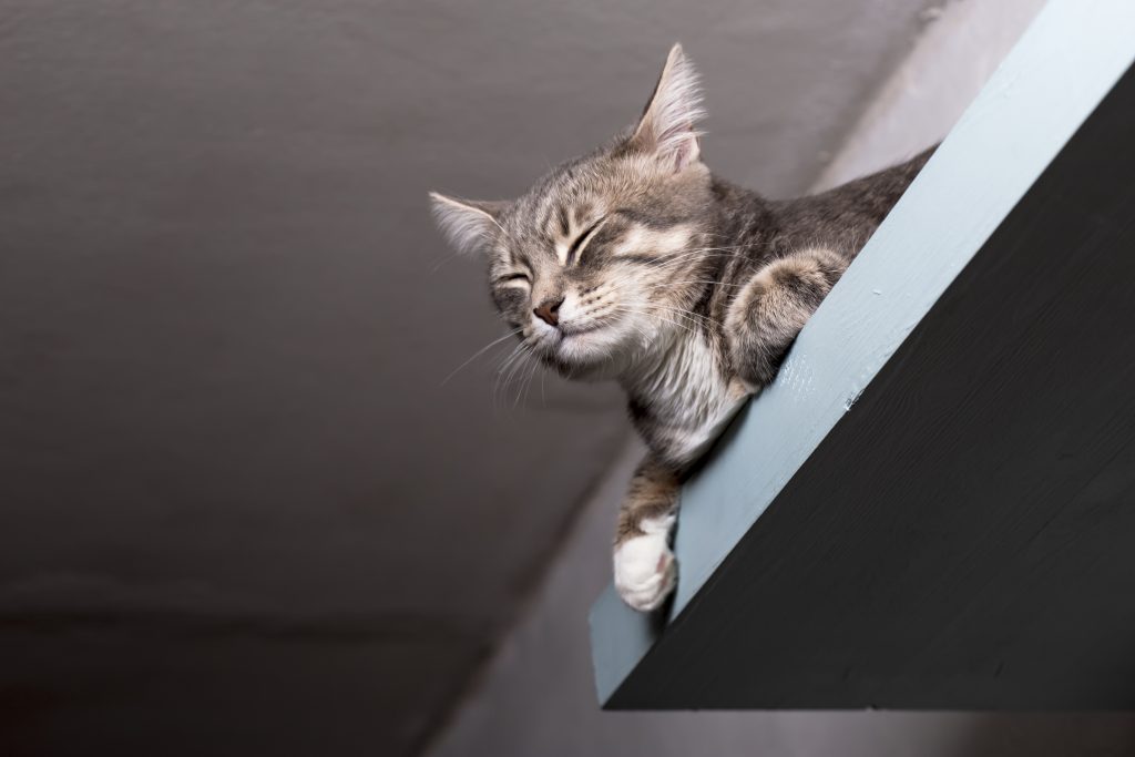 cat lying on shelf under the ceiling