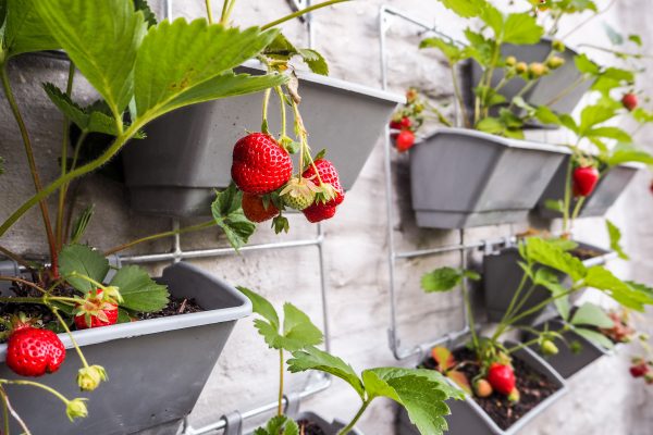100 Most Inspiring Garden Ideas Of All Time