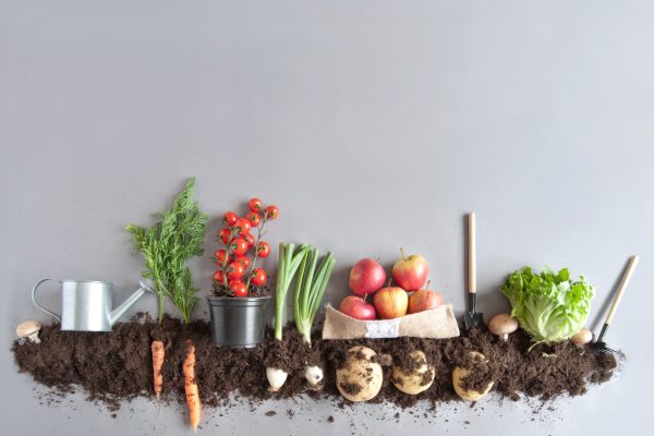 50 Vegetable Garden Ideas For Delicious Meals