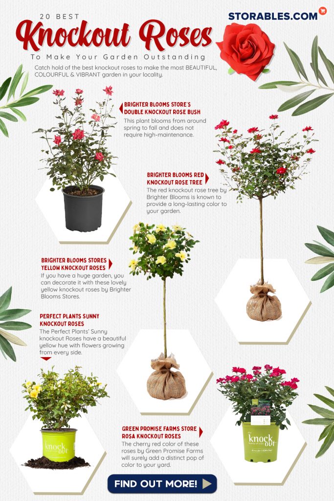 20 Best Knockout Roses To Make Your Garden Outstanding - Infographics