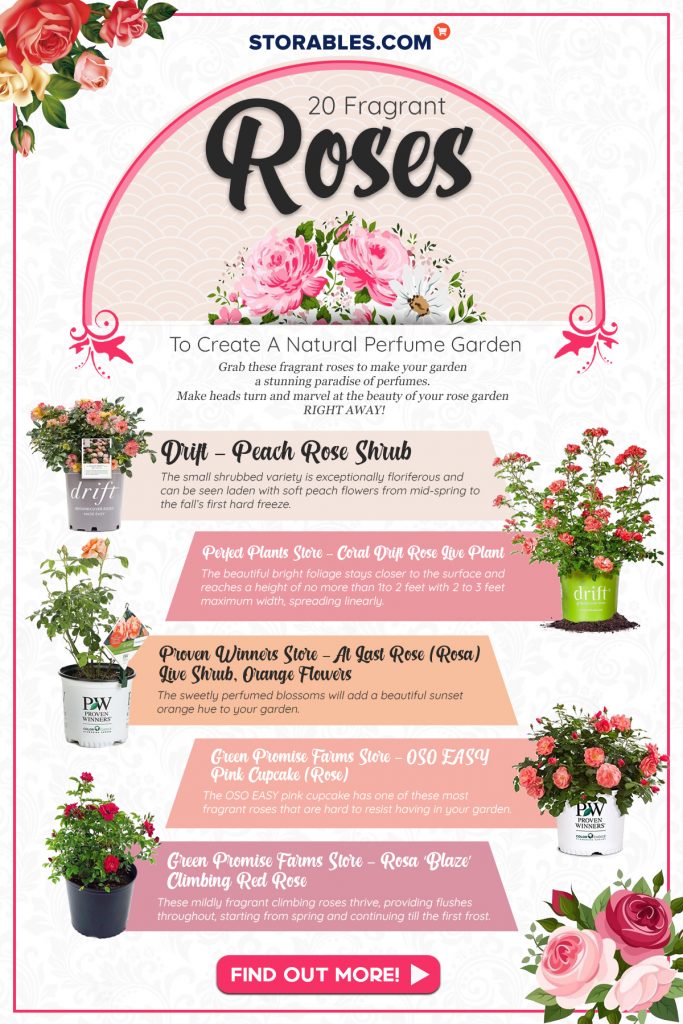 20 Fragrant Roses To Create A Natural Perfume Garden - Infographics
