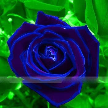  Zennixplus Purple Blue Rose