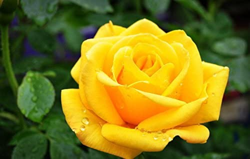  5 Yellow Rose Rosa Bush Shrub Perennial Flower Seeds