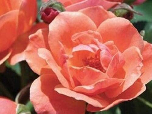  TOTAMEND Coral Knockout Rose 