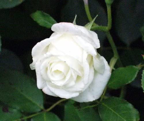 5 WHITE ROSE Rosa Bush Shrub Perennial Flower SeedsComb S/H