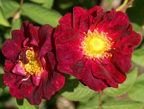  Red Rugosa Rose, Rosa rugosa rubra