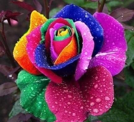 Rainbow Rose Fragrant Flower 20 Seeds