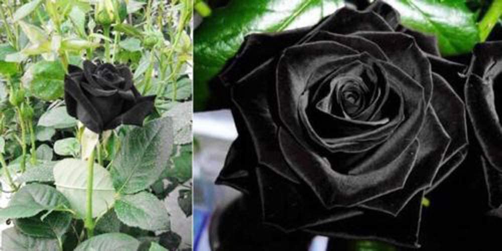 50pcs Black Rose Rosa Bush Shrub Perennial Flower Seeds