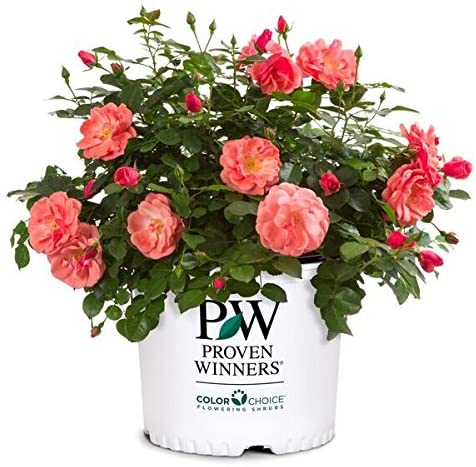  Proven Winners - Rosa OSO EASY Pink Cupcake (Rose) Rose