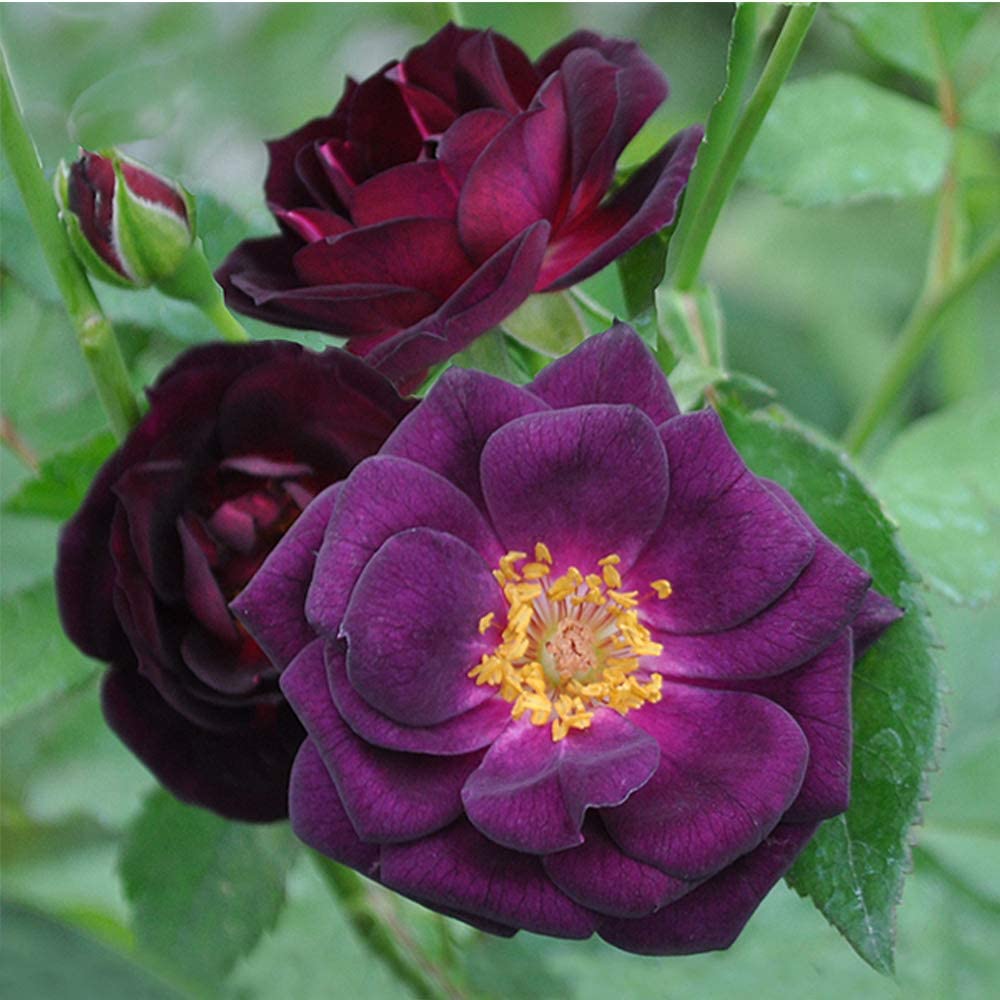  Roll over image to zoom in    Own-Root One Gallon Midnight Blue Shrub Rose by Heirloom Roses