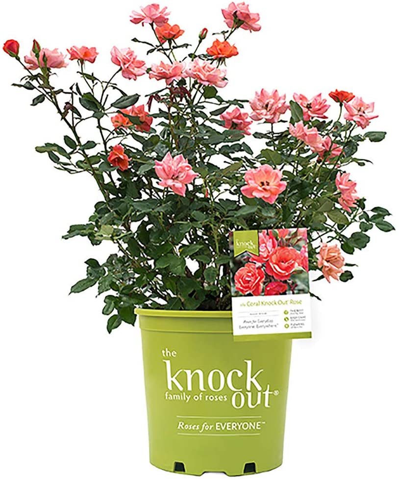  Knockout Rose Rose Plant,