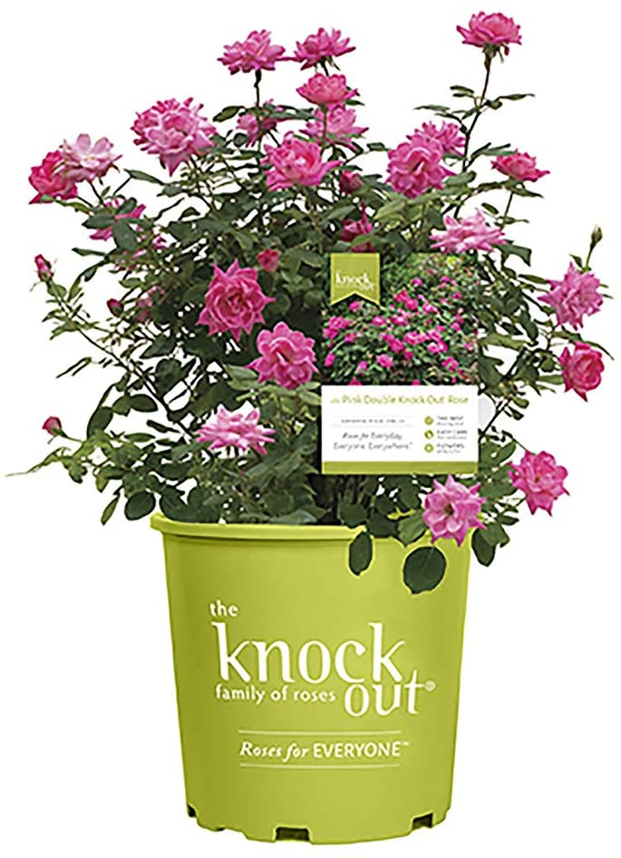  Knockout Double Rose