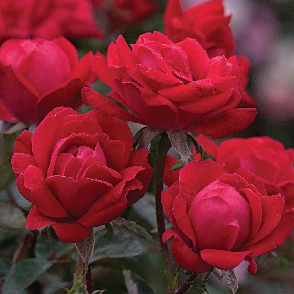  Double Red Knockout Shrub Rose