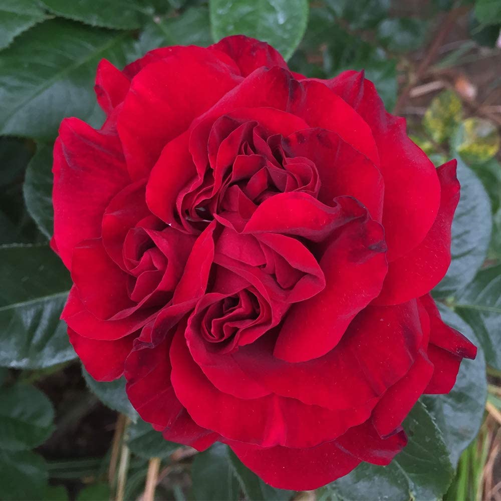  Own-Root One Gallon Braveheart Shrub Rose by Heirloom Roses